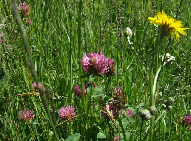 Kanton Wallis 02.JPG - Wallis Flowers
